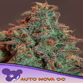 Auto Nova OG > Anesia Seeds